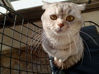 Scottish Fold Erkek