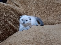 Scottish fold shorthair bluepoint kızımız