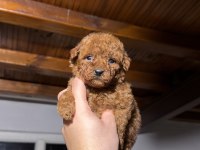 KORE TOY POODLE YAVRULARI YENİ YUVASINA HAZIR