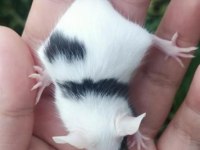 Lab - Rat - Dumbo Rat - Panda Mice Adrese Teslim Mevcut