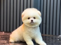 Yavru Pomeranian Boo Köpeklerimiz