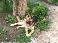 Ücretsiz sahiplendirme 4 yaşında köpeğimiz