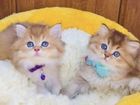 Üst düzey golden british longhair