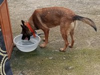 Malinois Sahiplendirmek Takas Da Olur