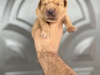 Golden retriever bebekler