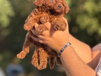 Aşılı Çiş Eğitimli Toy Poodle Bebekler