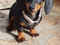 Dachshund Ücretli Sahiplendirilecektir