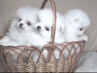 Pomeranian Boo Beyaz Yavrular