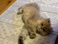 British longhair golden