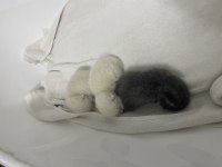 Orjinal 3 Adet british shorthair yavru eylül sonu teslim