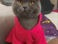 1 yaşında erkek çiftleştirme ilanı scottish fold
