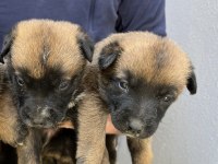 40 günlük hırs küpü Belçika malinois yavrular