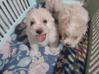 Tuvalet eğitimli maltese terrier yavrular
