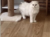 Bembeyaz Scottish Fold