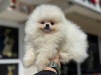 Petmode köpek çiftliğinden ziyarete açık pomeranian