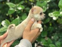 MİKRO TEACUP ŞİVAVA BEBEKLERİM