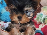 Şecereli Teacup Yorkshire Terrier Yavrularımız