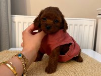 Baba Kore Anne Toy Red Borow Poodle