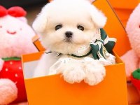 Maltese terrier Kore kan saf ırk yavrularımız