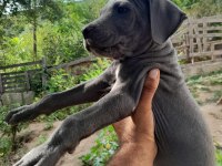 Cane corso blue bebekler
