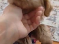 2.5 aylık dişi wc eğitimli poodle