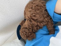 Toy poodle 2 aylık yavru