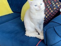 Pamuk scottish straight oğlumuza kalıcı yuva arıyorum