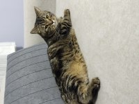 Uyku arkadaşı stres ilacı Balımmm kedim