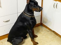 Doberman yavrularımız