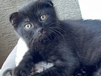 Nadir bulunan Brumo Black scottish fold