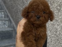 Orjinal Poodle Yavrular