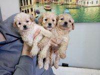 Sağlık ve ırk garantili maltipoo yavrular