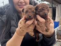Ufacık toy poodle yavrularım
