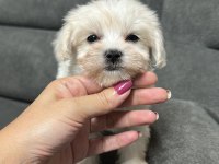 Kore Maltese