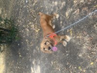 Dişi cocker köpeği