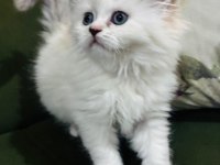 British longhair yavrular