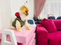 Üst kalite pomeranian