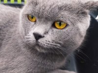9 Aylık British Kimliği Aşıları Tamdır