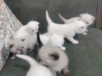 Scottish fold blue point