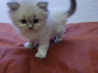 MUHTEŞEM GÜZELLİKTE RAGDOLL YAVRULARIMIZ