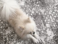 Pomeranian oğlum
