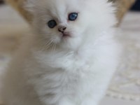 Show Kalite British Longhair