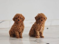 MUHTEŞEM TOY POODLE YAVRULARI