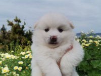 Pomeranian spitz yavrular