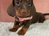 Dachshund Bebekler İçin Ulaşınız