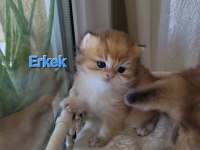 Golden Longhair Bebekler