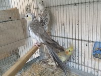 Cf Wf Dişi Mutasyon Sultan Papağanı