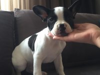 FRENCH BULLDOG YAVRULARIMIZ HENÜZ 30 GÜNLÜK
