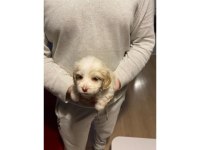 Minik maltipoo bebeğim