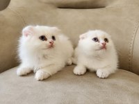Minik Scottish Fold Patiler
